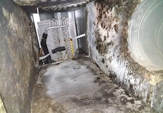 WhatLivesInsideYourACDucts